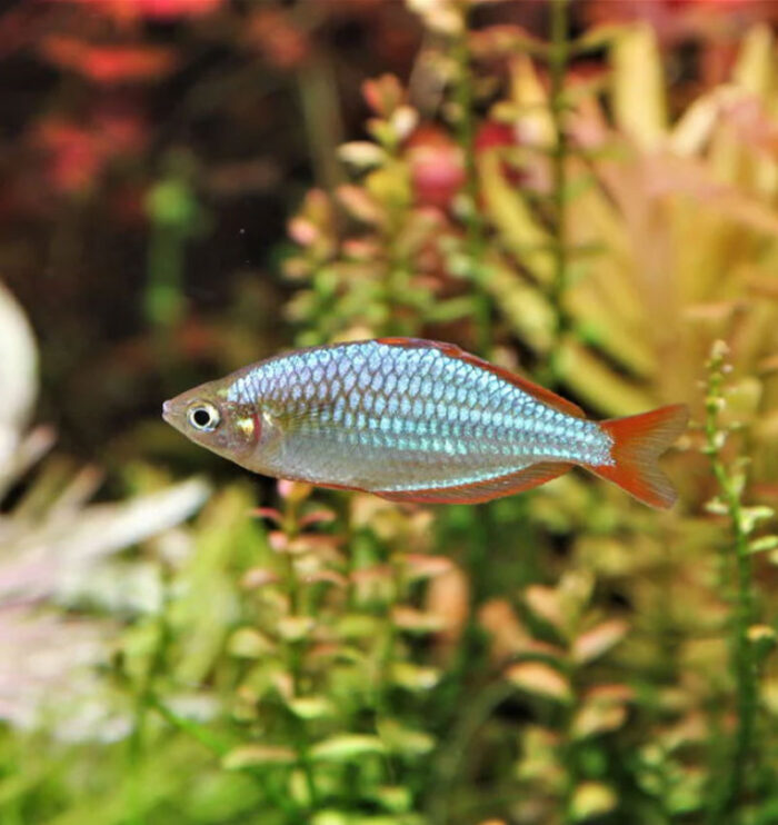 Dwarf Neon Rainbowfish - Aquarist Hub