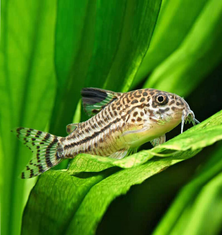 Julii Corydoras - Aquarist Hub