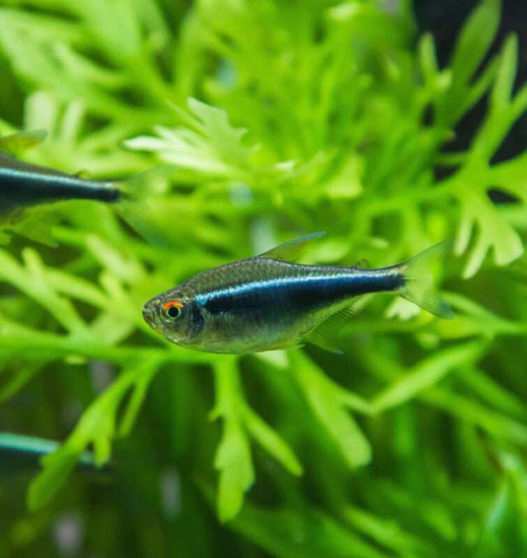 Balloon Red Eye Tetra - Aquarist Hub